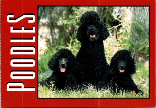 2025 dog - (1440), 29-8-2025