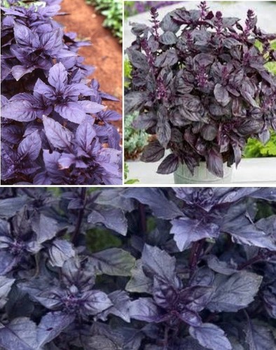 Purple basil 200 seeds - basil,