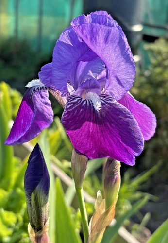 Bearded iris germanica - iris,