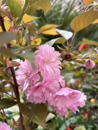 4ft mini dwarf prunus - dwarf,