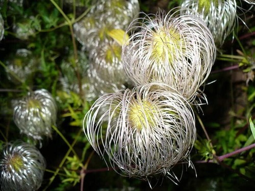Golden clematis seeds for - clematis,