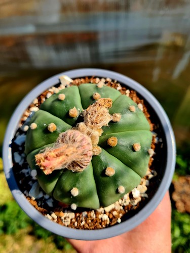 Astrophytum asterias nudum - astrophytum, |