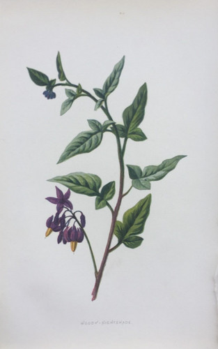 Antique print woody nightshade - antique,