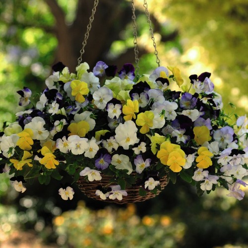 Viola teardrops garden - t&m,