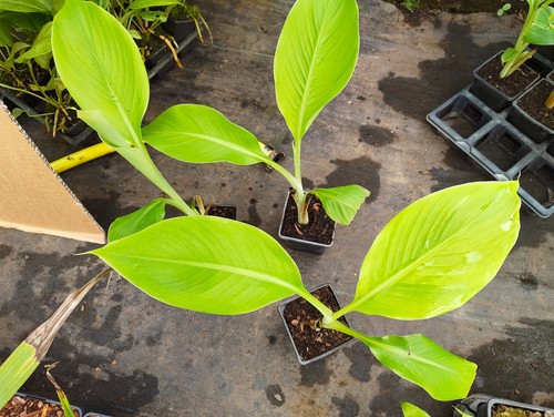 Ensete glaucum cm pot - 9,