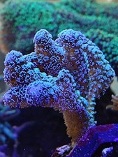 Seriatopora Guttatus Frag on a Plug SPS Coral Ice Blue/Green Colour 