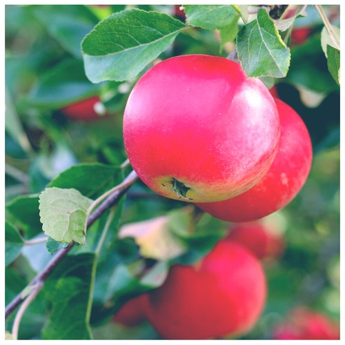 Dwarf discovery apple tree - tree, 5l