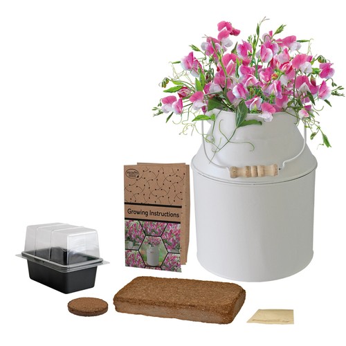 Flower bulbs seeds - flower, &