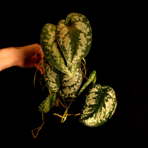 Scindapsus pictus exotica - scindapsus,