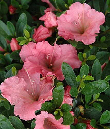 Pink gumpo dwarf - 1,