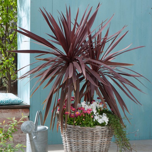 Outdoor cordyline red star - outdoor,