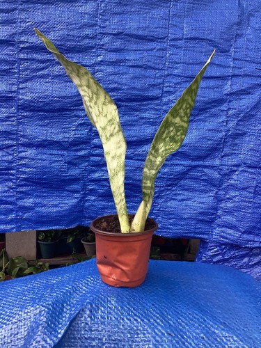 Snake plant clean air - plant,
