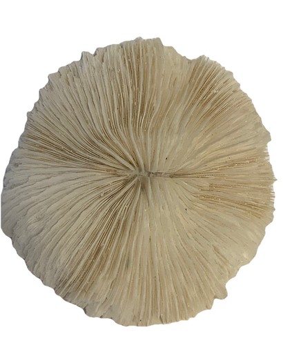 Natural white coral cluster - natural,