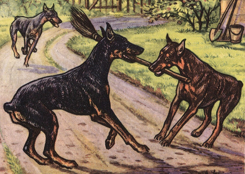 Doberman charming dog - dog, greeting