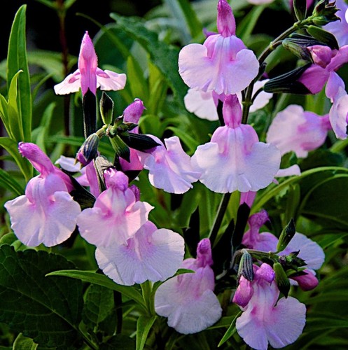 Salvia angel wings hardy - salvia, wings'