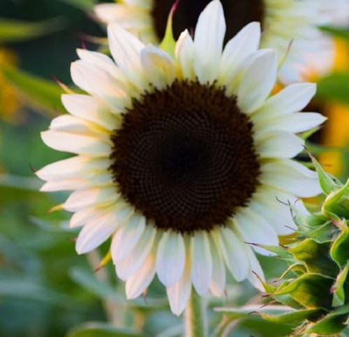 White sunflower helianthus - sunflower, (helianthus