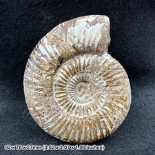 Perisphinctes fossil ammonite