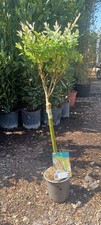 Salix intergra Hakuro Nishiki Standard P14 80cm Pink Green Foliage Pink Willow