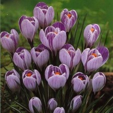 Pack 15 Crocus Bulbs 'Striped'