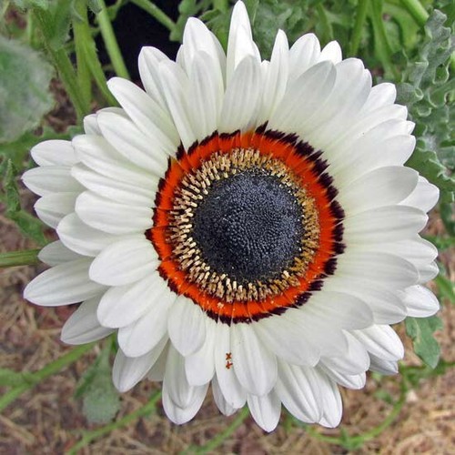 Venidium fastuosum zulu - venidium,