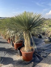 Yucca Rostrata, Trunk 125-150 Cm , -45 L Pot Over 100 Available