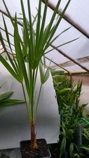 Hardy Fan Palm Chamaerops