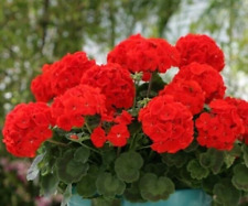Geranium Pelargonium zonale F1 Border Red 16 seeds + FREE REUSABLE PLANT LABEL