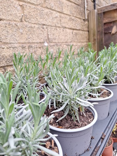 English lavender angustifolia - english,