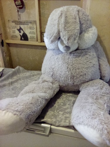 Huge grey and white - and,