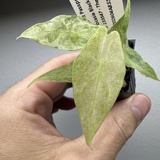 Alocasia Black Satun Stardust