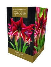 Amaryllis Gift Box - Ruby Star