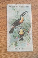 The Hornbill - Will's