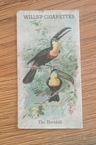 The hornbill will s - the,