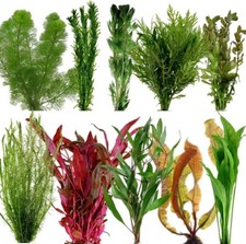 Premium live aquarium bunched - premium,