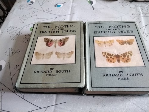The moths - the, of
