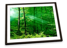 Green Forest Trees Sunlight FRAMED ART PRINT Picture Poster Artwork