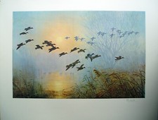 Peter scott teal - coming, to