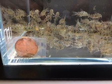 6 Pack Live Paleatus Cory