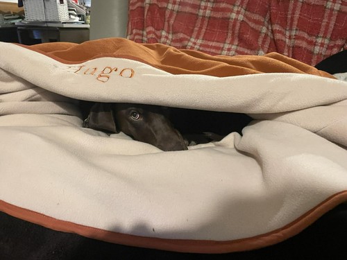 Dog snuggle sack 36 - sack, 36"