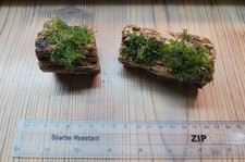 X2 Christmas Moss on Colla Wood- Bogwood - Live Aquarium Plants Shrimp Safe Hide