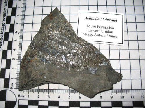 Permian fish aeduella - fish,