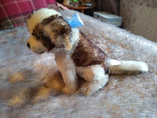 Genuine steiff bernard - genuine, st.