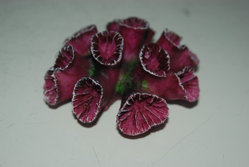 Detailed aquarium coral - aquarium,