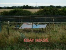 PHOTO  PEAR TREE NOT INCLUDED