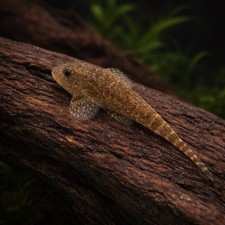 Hillstream loach - 2,