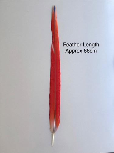 Parrot macaw feather - parrot, crafts