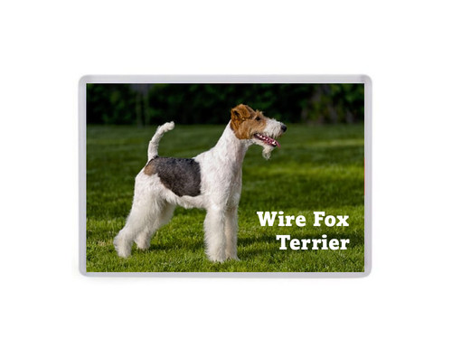 Wire fox terrier - wire, large