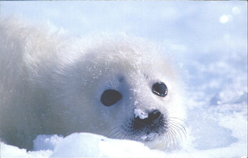 Ifaw seal pup postcard - ifaw,