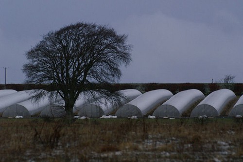 Photo 6x4 polytunnels - photo,
