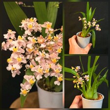 Oncidium - Twinkle Pink